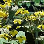 Lysimachia ciliata Flower