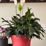 Spathiphyllum wallisii RegelBlüte