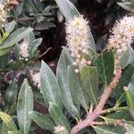Prunus laurocerasus List
