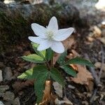 Anemone trifolia 叶