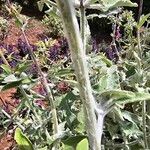 Salvia canariensis 树皮