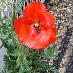 Papaver rhoeas Flower