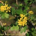 Ribes aureum Habitat