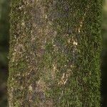 Guatteria anteridifera Casca