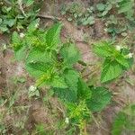 Croton hirtus Blad