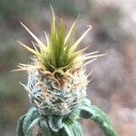 Centaurea melitensis Flower