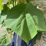 Paulownia tomentosaLeaf