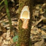 Pycnobotrya nitida Φλοιός