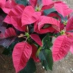 Euphorbia pulcherrima Likasa