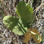 Camonea umbellata ഇല