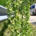 Epipactis rhodanensis Libunga