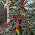 Cotoneaster frigidus Fruit