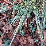 Calamagrostis × acutiflora Листок