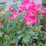 Rosa pendulina Flor