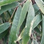 Phyllostachys sulphurea Leaf