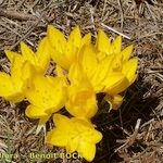 Sternbergia sicula आदत