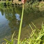 Aristea ecklonii Leaf