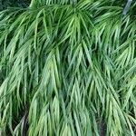 Hakonechloa macra Frunză