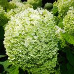 Hydrangea arborescens 花