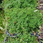 Thymus serpyllum 形態