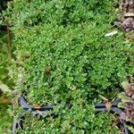 Thymus serpyllum Habit