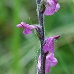 Pedicularis rostratospicata 花