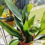 Aspidistra elatiorЛіст