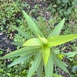 Solidago sempervirens Folla