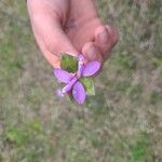 Polygaloides paucifolia Flower