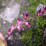 Bulbophyllum pumilum Flower