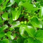 Flacourtia indica Frucht