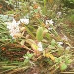 Persicaria campanulata Flower