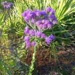 Carphephorus corymbosus Flor