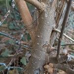 Cynanchum laeve 樹皮