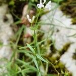 Asperula tinctoria 花