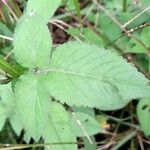 Bidens pilosa पत्ता