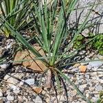 Yucca elata Folha