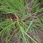 Echinochloa colonum Folio