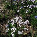 Gilia tricolor Blüte