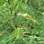 Genista florida Fruit