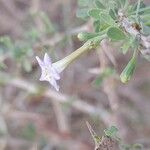Lycium shawii Квітка