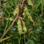 Hedysarum hedysaroides Fruto