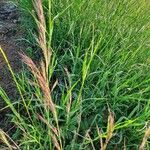 Aristida kenyensis Blomst