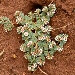 Euphorbia albomarginata Natur