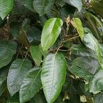 Ficus altissima Lehti