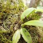 Bulbophyllum longiflorum ഇല