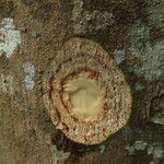 Sparrea gomphophylla Rinde