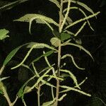 Acalypha apodanthes Листок