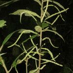 Acalypha apodanthes Hoja