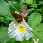 Costus afer Λουλούδι